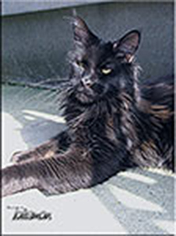 Langstteich's Talisman - maine-coon