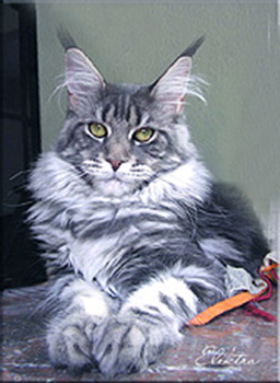Langstteich's P'Elektra - maine-coon