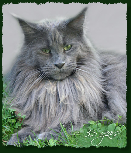 Langstteich's El Corazón - Adult maine-coon 3 years 7 months 3.5 weeks