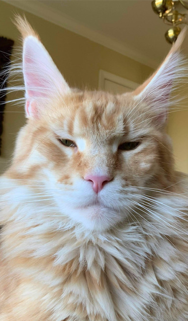 Welsey Iridils Line - maine-coon