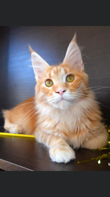 Welsey Iridils Line - maine-coon