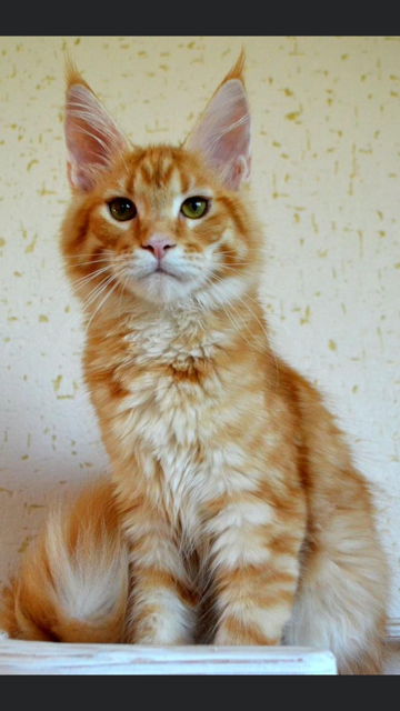 Welsey Iridils Line - maine-coon