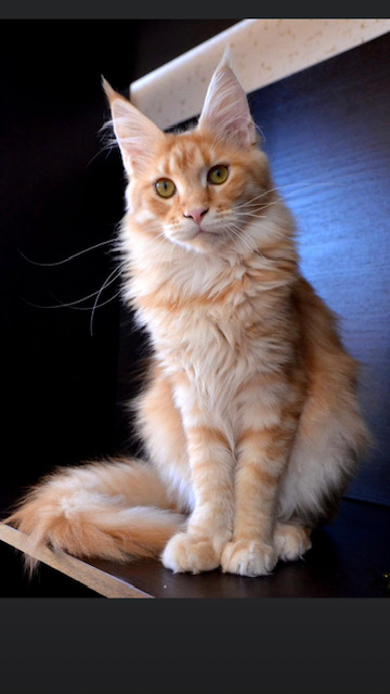 Welsey Iridils Line - maine-coon