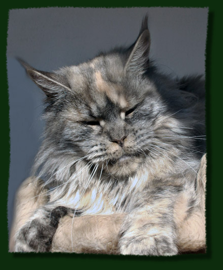 Mainefield's Amelie Poulain - maine-coon 11/06/2010