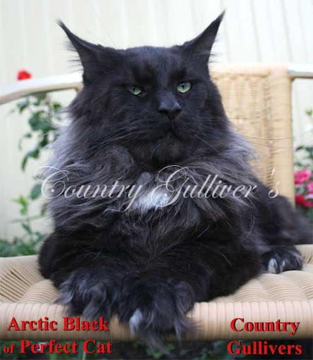 Perfect Cat Arctic Black - maine-coon