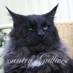 Perfect Cat Arctic Black