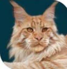 Mainefield's Gallegher