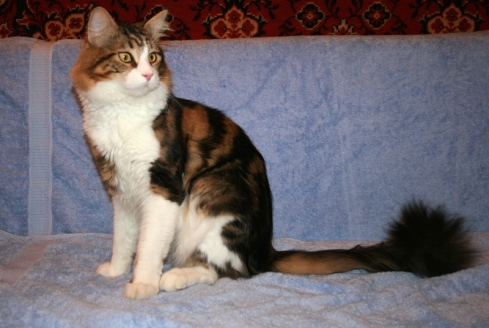 Jeters Baxter - maine-coon