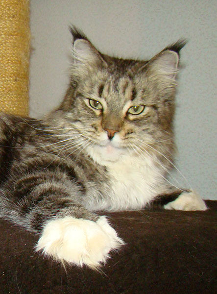 Lucky Coon Kassiopeya - maine-coon