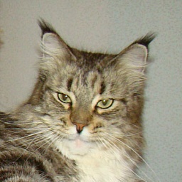 Lucky Coon Kassiopeya