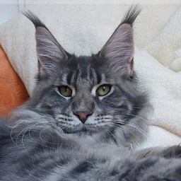 Langstteich's WL'Evviva