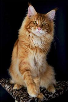 Alwaro Gold Boy - maine-coon