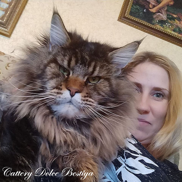 Dolce Bestiya Newton - maine-coon