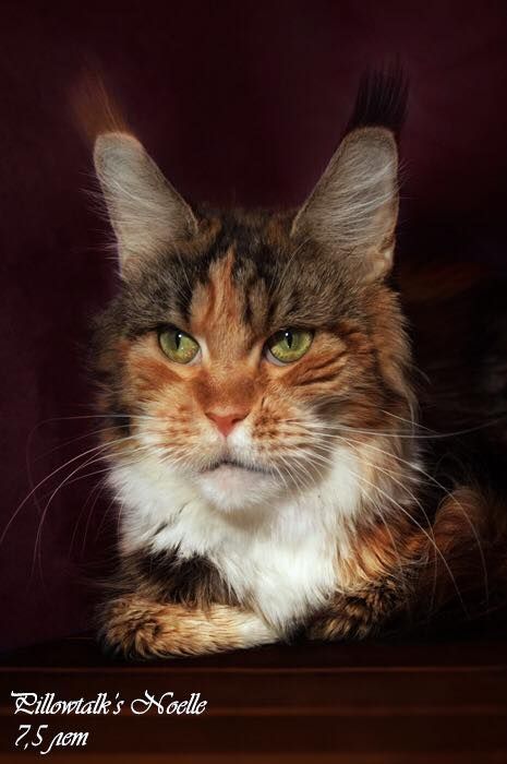 Pillowtalk's Noelle - maine-coon