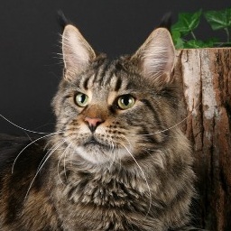 Eagle of Zagorsky Line