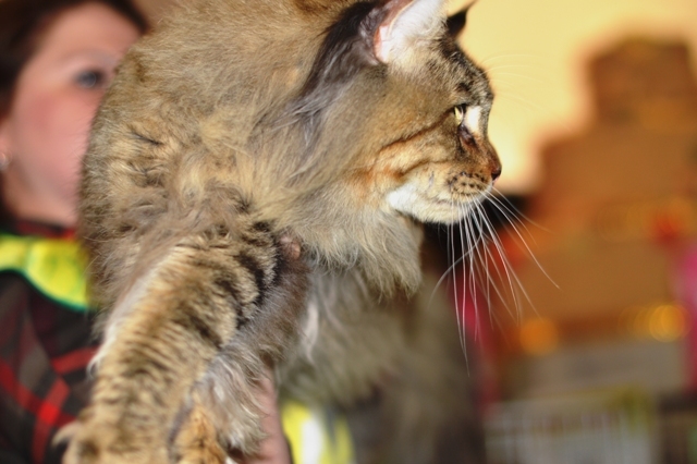 Neff Long Meadow - maine-coon