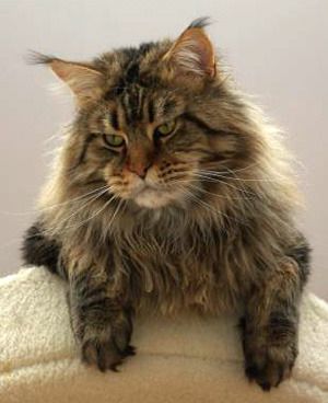 Top Coon Nando - maine-coon