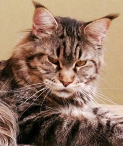 General Coon's Kajsa - maine-coon