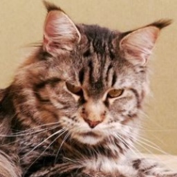 General Coon's Kajsa