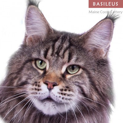Buldozer Afonya Coon Coonshu - maine-coon