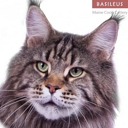 Buldozer Afonya Coon Coonshu